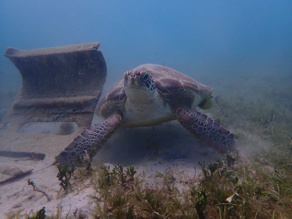 Scooter Snorkel - Snorkelling in Antigua | Scooter Snorkeling Antigua | Scooter Snorkeling Galleon Beach, Swim With Turtles Antigua