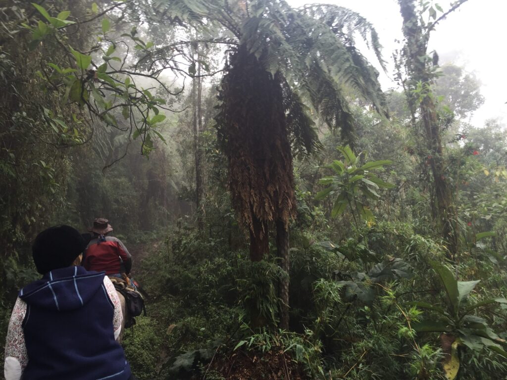 Cloud Forest Horse Riding Experience in Ecuador | Cloud Forest Horse Riding | Ecuador Horseback Riding Tours & Multi-day Horse Riding Tour Cloud-forest