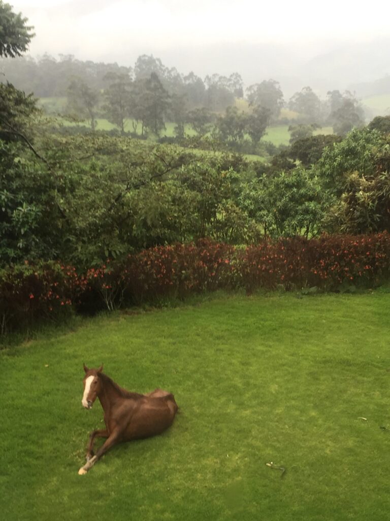 Cloud Forest Horse Riding Experience in Ecuador | Cloud Forest Horse Riding | Ecuador Horseback Riding Tours & Multi-day Horse Riding Tour cloud forest ecuador