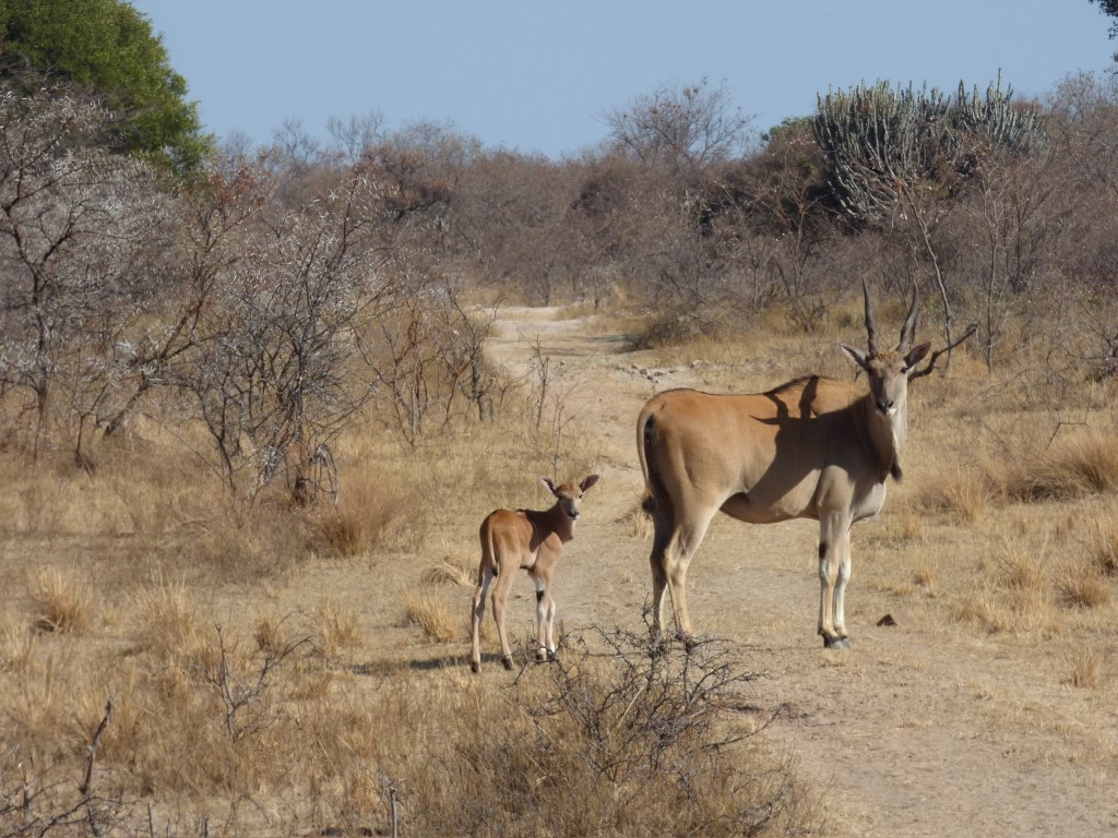 Horse Safari Adventure - South Africa | Horse Safari South Africa | Horseback Safari, South Africa, Horse Riding Safari horse safari south africa