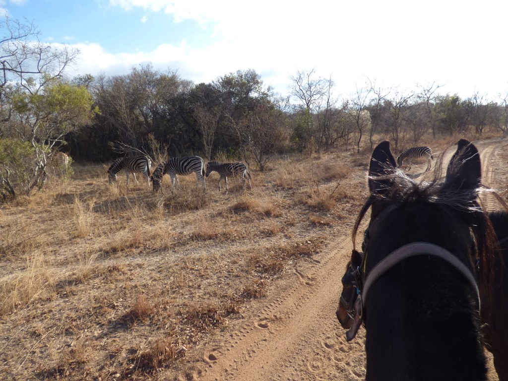 Horse Safari Adventure - South Africa | Horse Safari South Africa | Horseback Safari, South Africa, Horse Riding Safari horse safari south africa