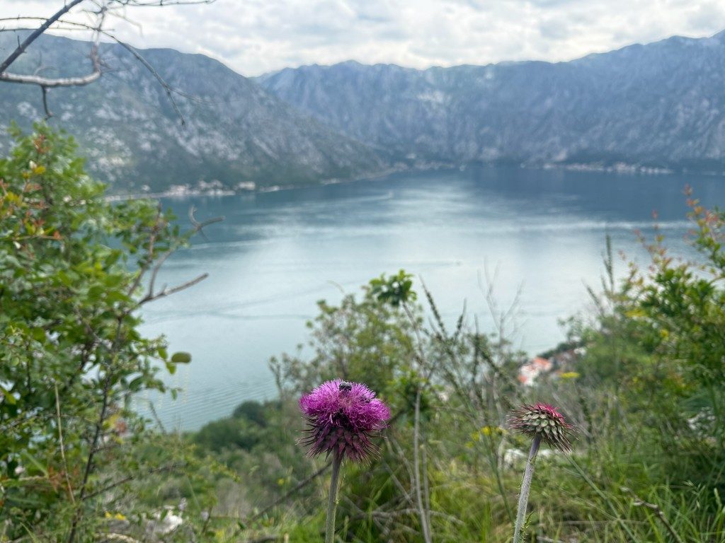 Kotor Viewpoint Hike | Kotor Viewpoint Hike | Kotor Walk Guide & Viewpoints Calm Bay of Kotor view with a thistle in the foreground