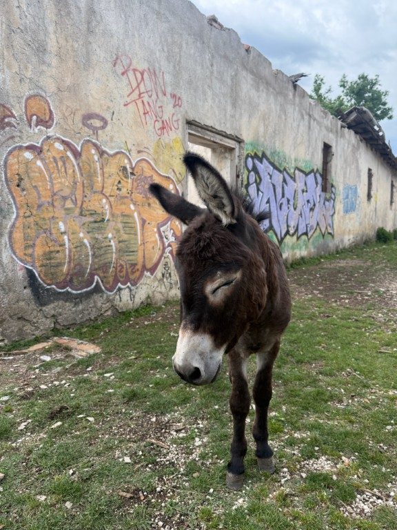 Kotor Viewpoint Hike | Kotor Viewpoint Hike | Kotor Walk Guide & Viewpoints Donkey facing the camera at the hillside farm