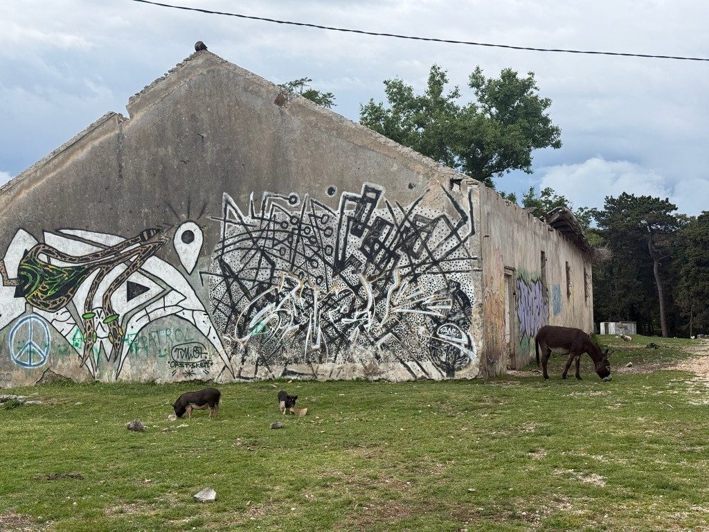 Kotor Viewpoint Hike | Kotor Viewpoint Hike | Kotor Walk Guide & Viewpoints Donkeys by a graffiti-covered farm building at Fort Vrmac