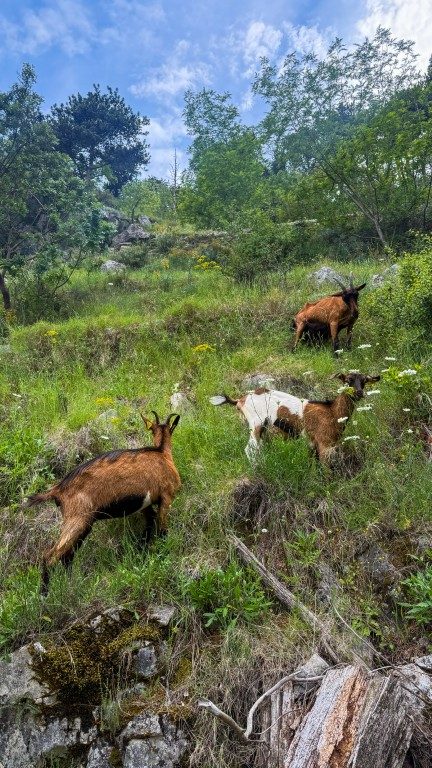 Kotor Viewpoint Hike | Kotor Viewpoint Hike | Kotor Walk Guide & Viewpoints Goats grazing the steep slope above Kotor on the descent