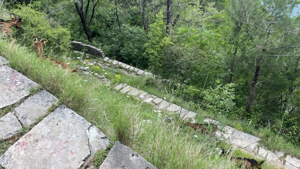 Kotor Viewpoint Hike | Kotor Viewpoint Hike | Kotor Walk Guide & Viewpoints Old stone-paved switchback on the descent through pine forest