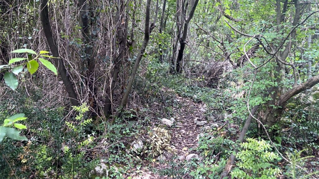 Kotor Viewpoint Hike | Kotor Viewpoint Hike | Kotor Walk Guide & Viewpoints Steep shaded woodland trail on the lower climb from the bay