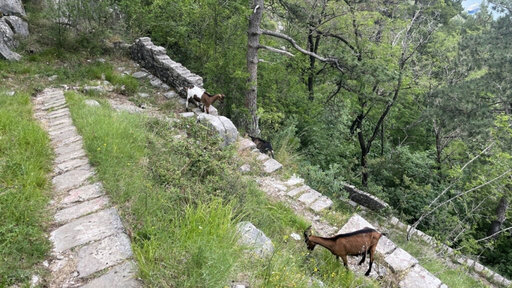 Kotor Viewpoint Hike | Kotor Viewpoint Hike | Kotor Walk Guide & Viewpoints Stone serpentine steps dropping through the trees with a goat