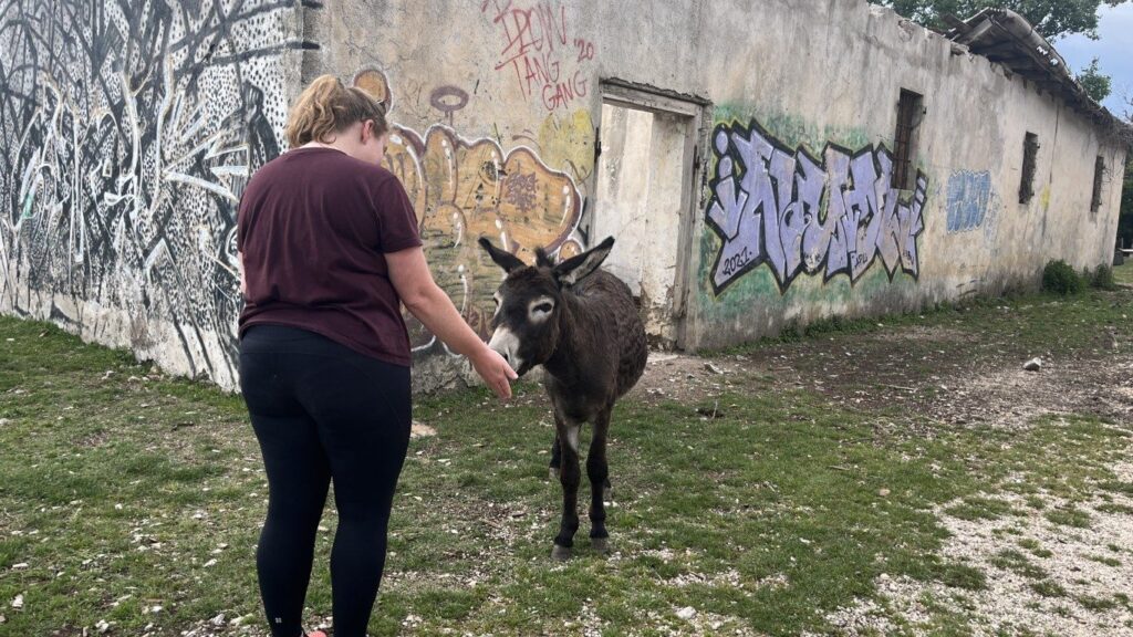 Kotor Viewpoint Hike | Kotor Viewpoint Hike | Kotor Walk Guide & Viewpoints Walker meeting a donkey at the open farm by the fort