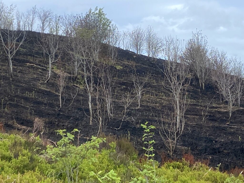 Blackened heather moorland hillside with bare scorched trees after a wildfire