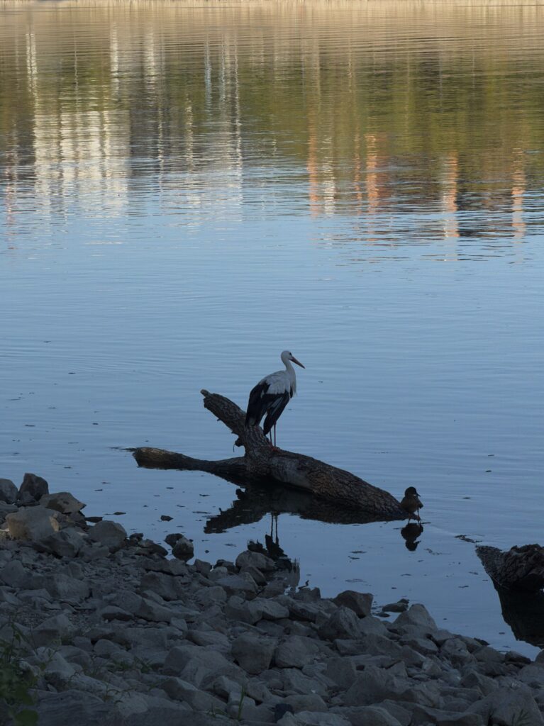 White stork standing on driftwood in the shrunken Danube at Budapest