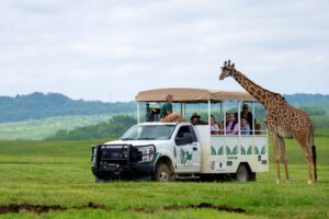 Giraffes and visitors at ZSL Whipsnade Zoo safari park in Bedfordshire