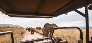 Safari vehicle and guide on a Tanzania plain at sunset, booked with AML Travel and Tours