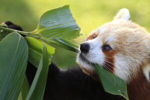 ZSL Whipsnade Zoo -- ZSL Whipsnade Zoo 20% Discount Code