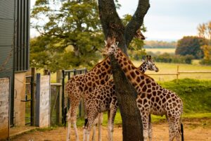 card -- ZSL Whipsnade Zoo 10% Off Blue Light Card Discount Code
