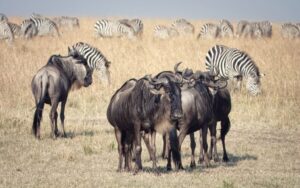 safari kilimanjaro -- AML Travel and Tours Safari Kilimanjaro Discount Code