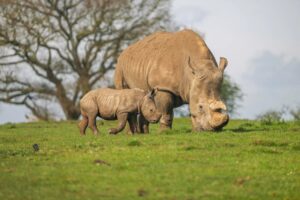 family ticket -- ZSL Whipsnade Zoo £35 Off Family Ticket Discount Code