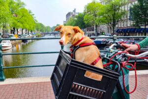 dog carrier -- Pedal Go 23% Off Dog Carrier E Discount Code
